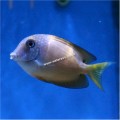 BLUE EYE TANG